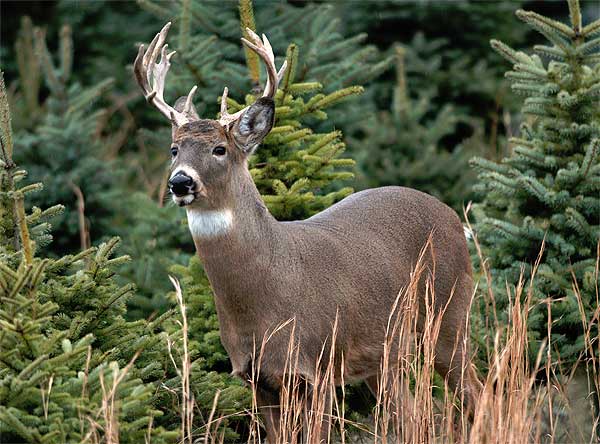 Deer hunting laws for georgia