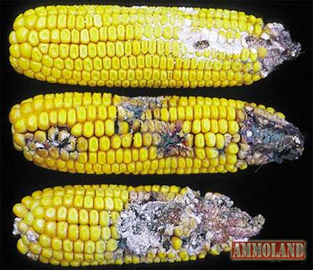 Corn-Damage Corn Damage