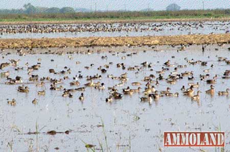 Millions-of-pintails Millions of pintails