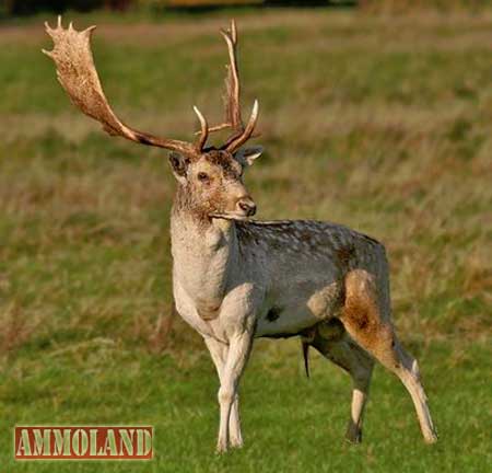Irish Fallow Buck