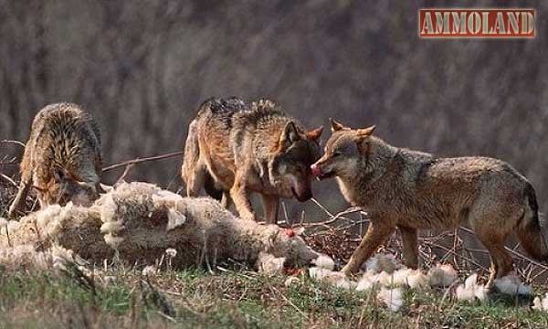 Wolves-Kill-Sheep.jpg