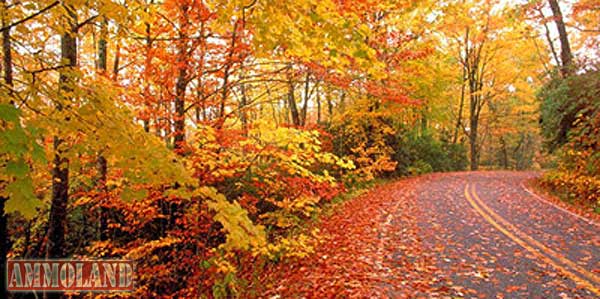 Fall Foliage Leaves Color