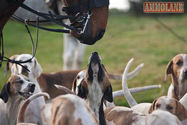 Irish Hounds and Horses Get Ready for the Hunt
