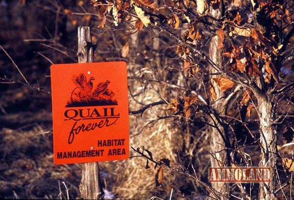 Quail Forever Chapter Formed in Central Arkansas | Survival