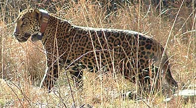 Collared Jaguar In Arizona