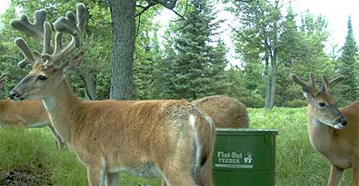 Fall Deer Feeding