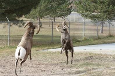 Bighorn Sheep Clash in the Black Hills of SD