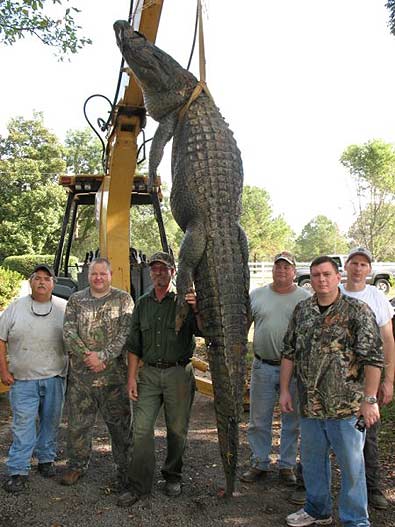 North Carolina Police Chief Harvests Giant Gator