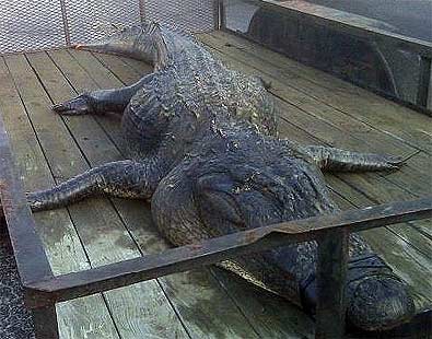 SC Gator Weighing 1,060 Pounds And Measuring 13 Feet, 2 Inches