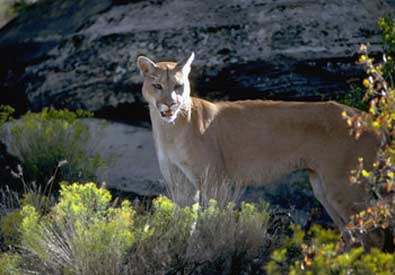 Cougar Hunting Permits Available