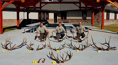 DWR officers Brandon Baron, Casey Mickelsen and Ben Riley (left to right) show antlers from three bull elk poaching cases that have been successfully prosecuted. They need your help to solve the remaining seven.  Photo by Brent Stettler