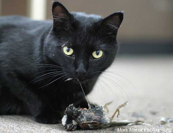 feral cat kills birds