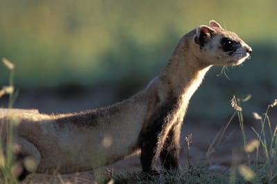 Wyoming Black-Footed Ferrets 