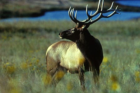 Theodore Roosevelt National Park Elk Herd Doing Too Well?