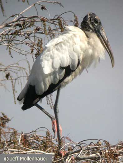 Wood Stork