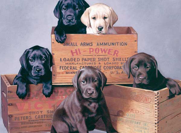 Labrador Retrievers