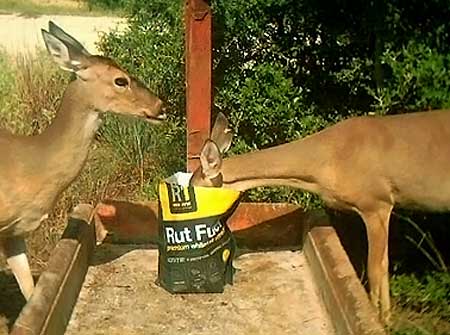 Deer Eating Rack One Rut Fuel