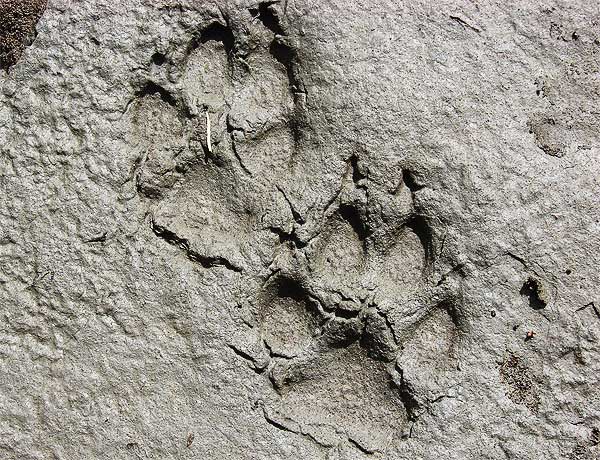 Wolf Tracks