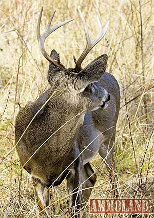 eight point buck