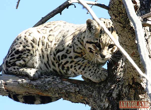 Ocelot In Southern Arizona