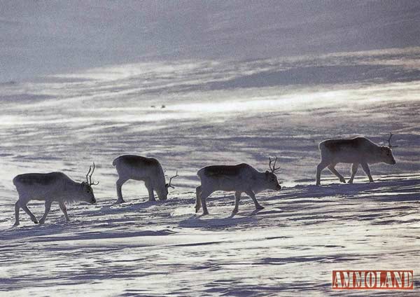 Peary Caribou