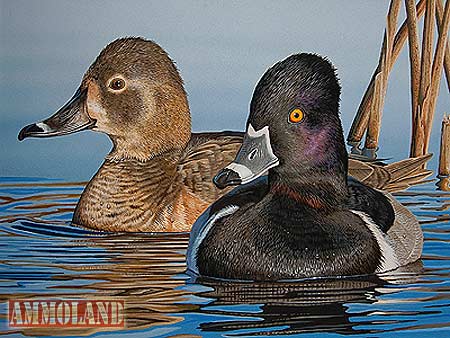 Ringed-Neck Ducks Painted By Jim Denney