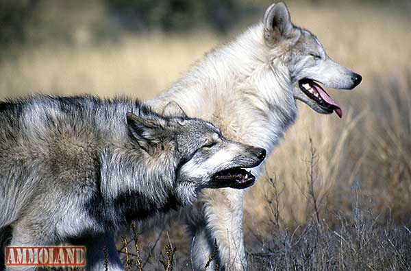 Grey Wolves Or Eastern Wolves