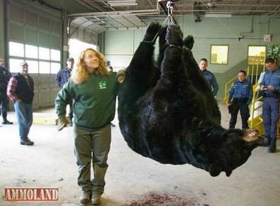 829lb Black Bear Takes Record In NJ Bear Hunt