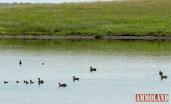 duck conservation