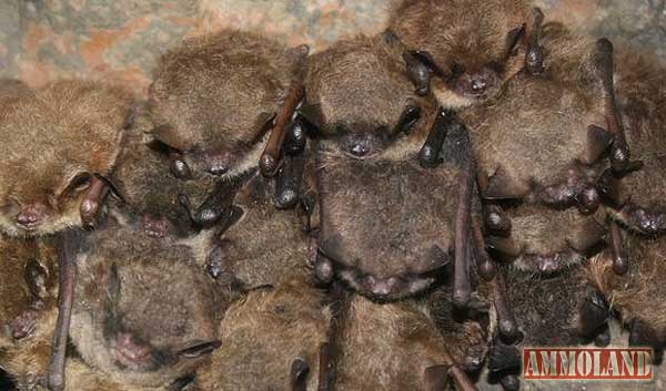 Bats with White-nose Syndrome