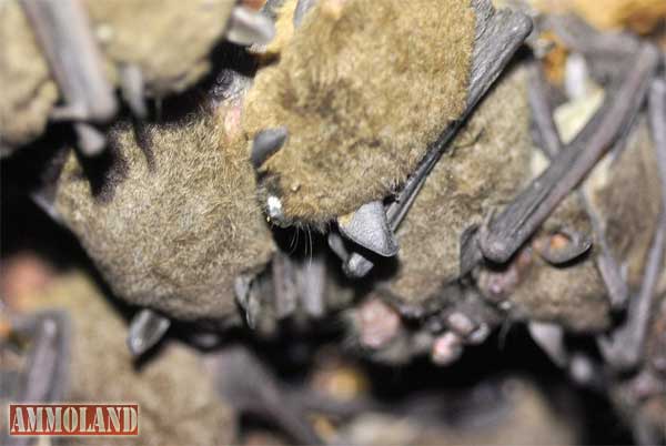 White-Nose Syndrome in Federally Endangered Gray Bats