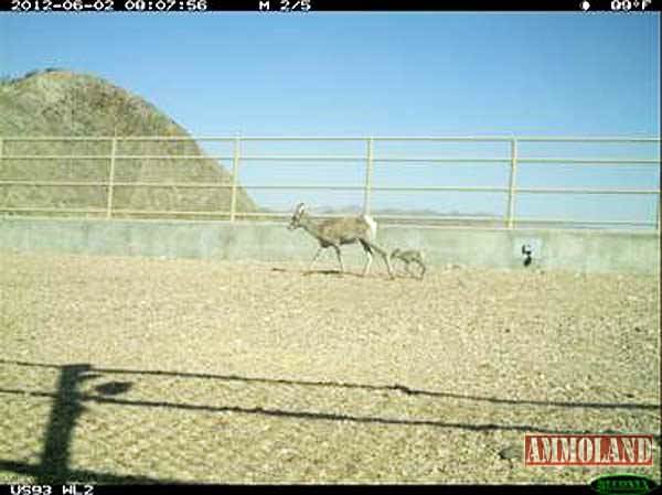 Bighorn Sheep Ewe And Her Lamb