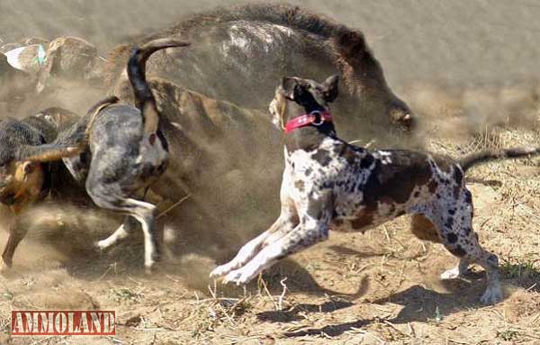 Hunting Dogs