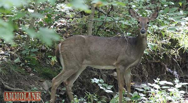 Deer Deer