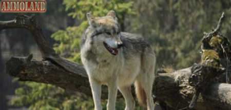 Grey Wolf