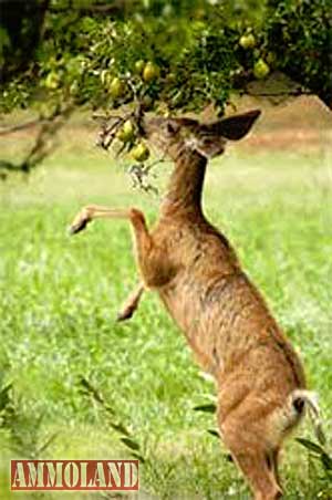 Deer Food Deer Food