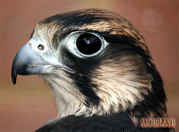 New Georgia Dnr Camera Live Streams Peregrine Falcons In