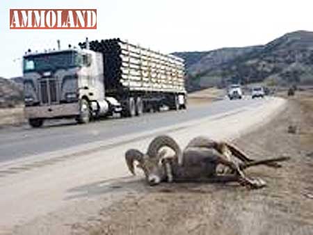 Bighorn Sheep Road Kill