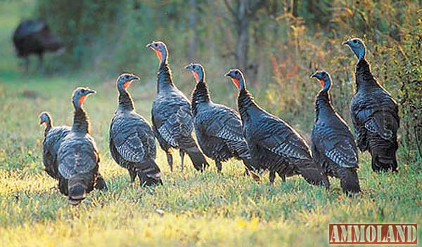 Wild Turkey Flock