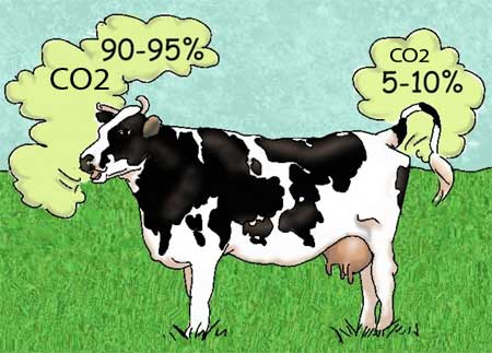 Cow burps are more dangerous than cow farts.