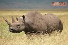 Black Rhino