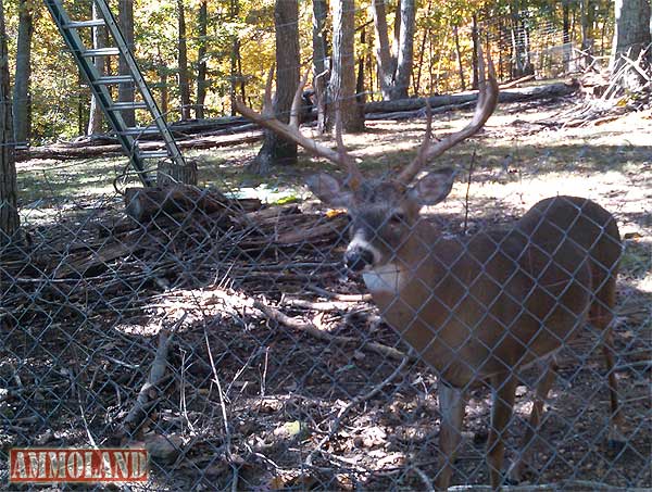 Attacked Deer Attacked Deer