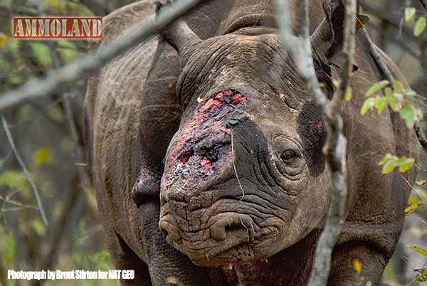 Rhino Wars