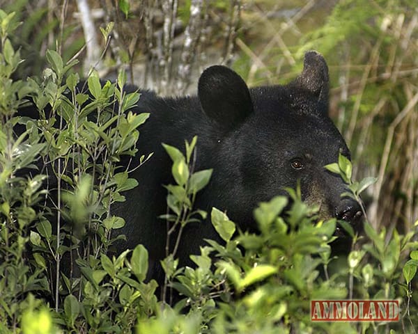 Black Bear