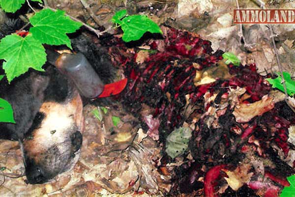 Hound Dog Killed by Wolves In Jackson County Wisconsin