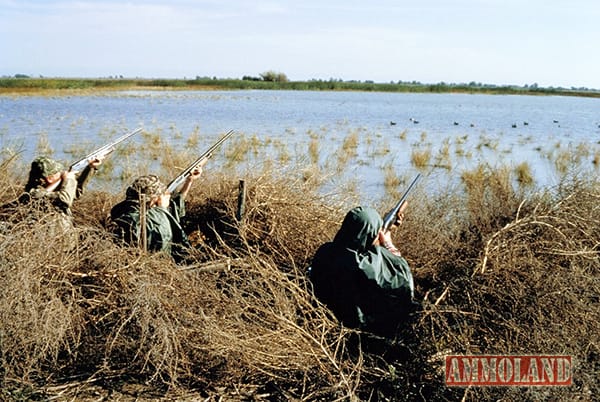 Upland Bird Hunting