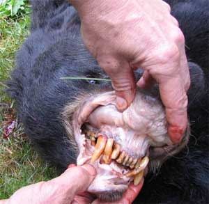 Black Bear Fangs