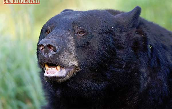 Black Bear