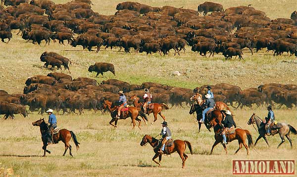 Buffalo Roundup