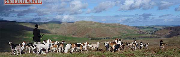 Hounds Work An Irish Hunt